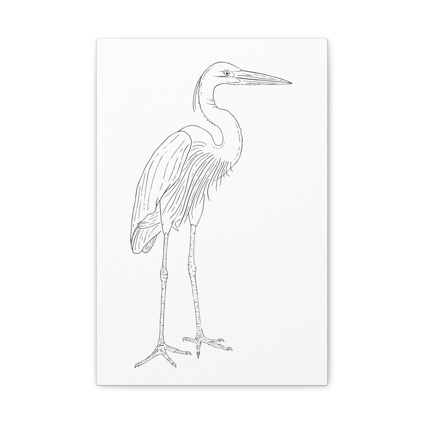 Great Blue Heron Canvas Gallery Wrap