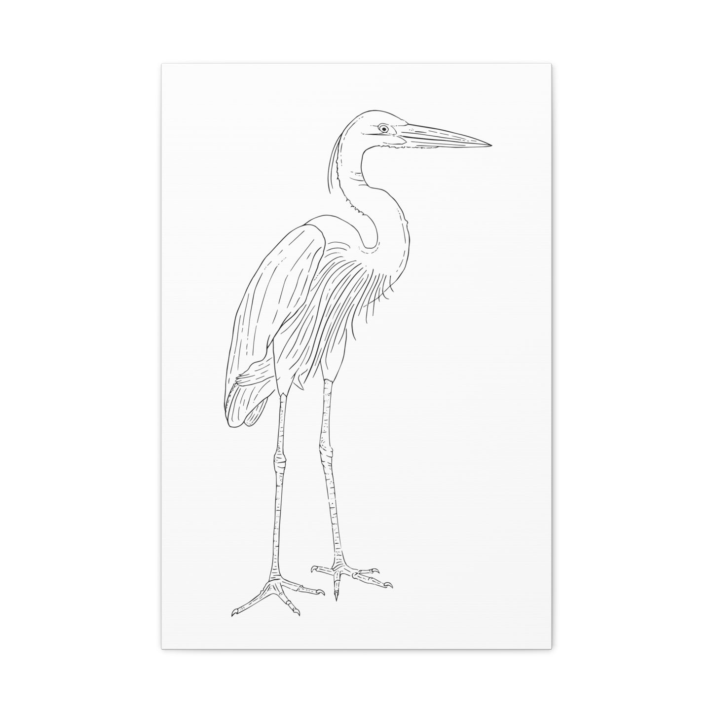 Great Blue Heron Canvas Gallery Wrap