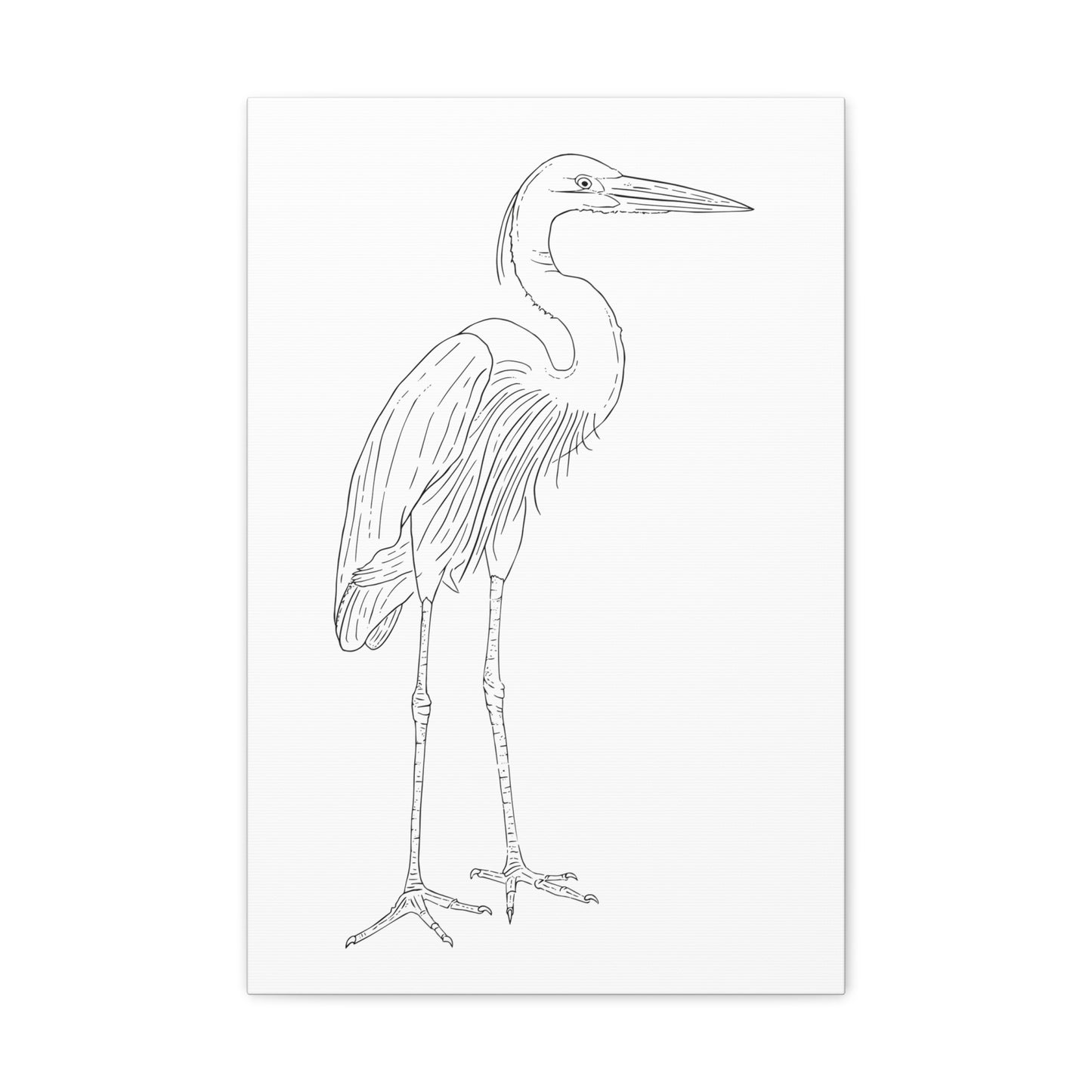 Great Blue Heron Canvas Gallery Wrap