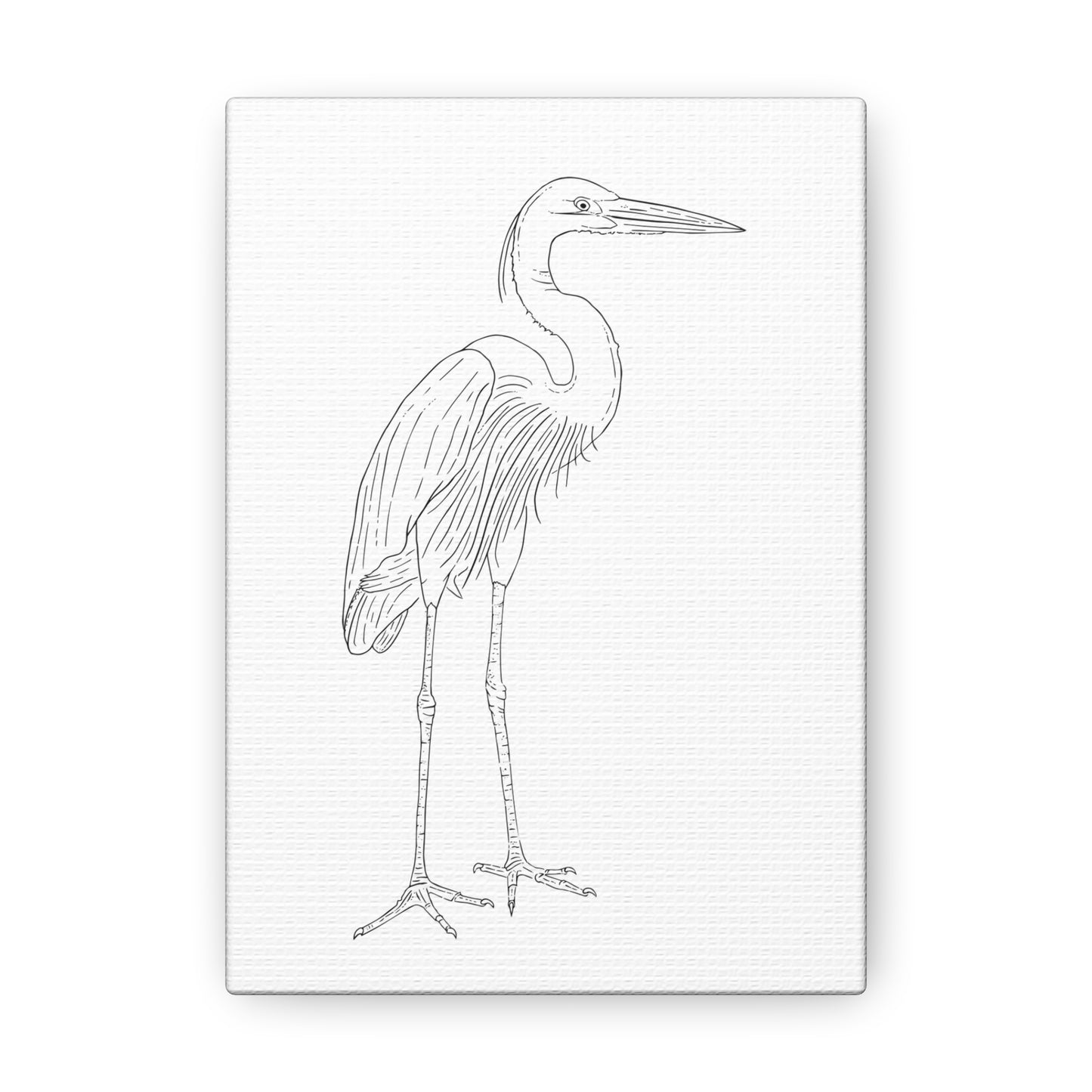 Great Blue Heron Canvas Gallery Wrap