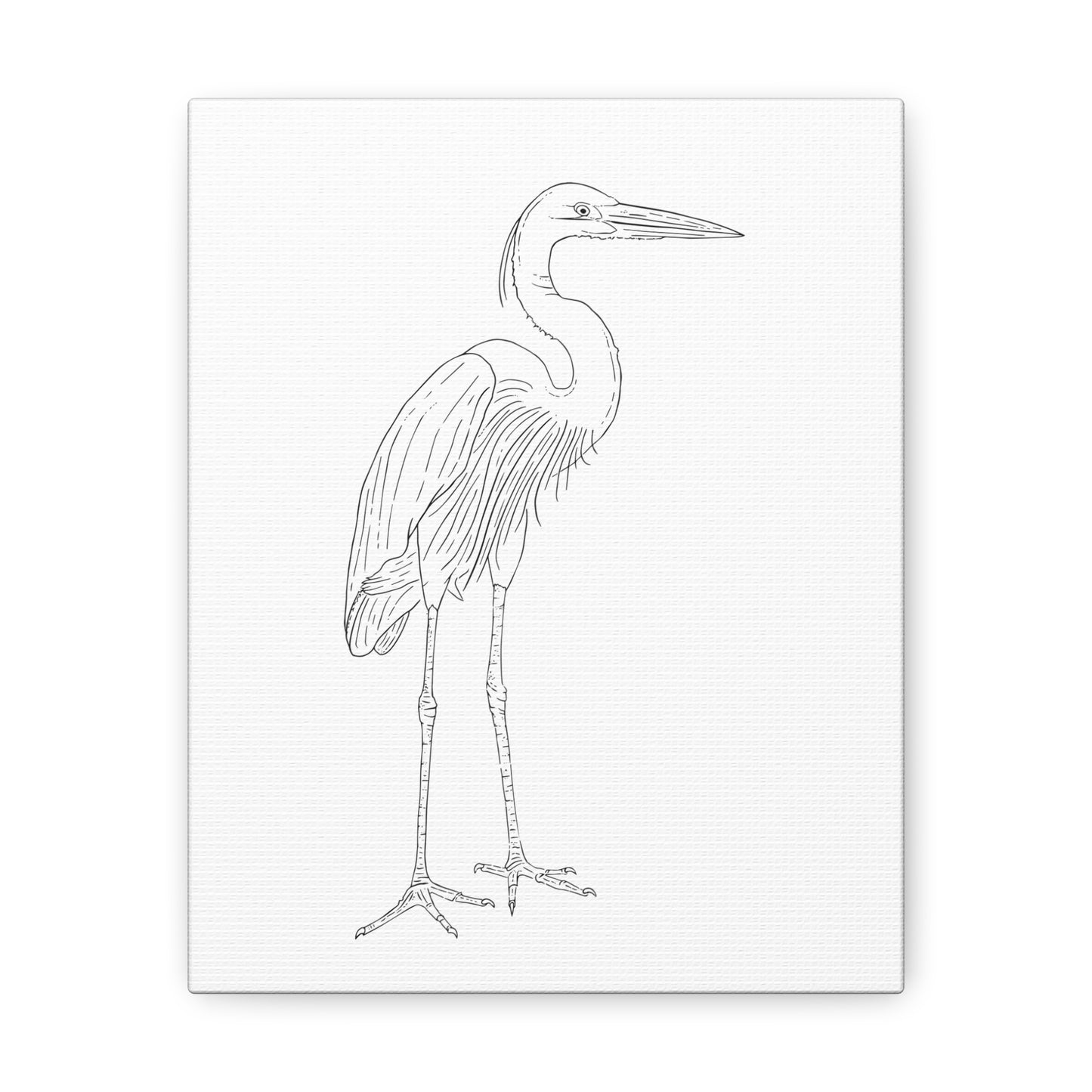 Great Blue Heron Canvas Gallery Wrap