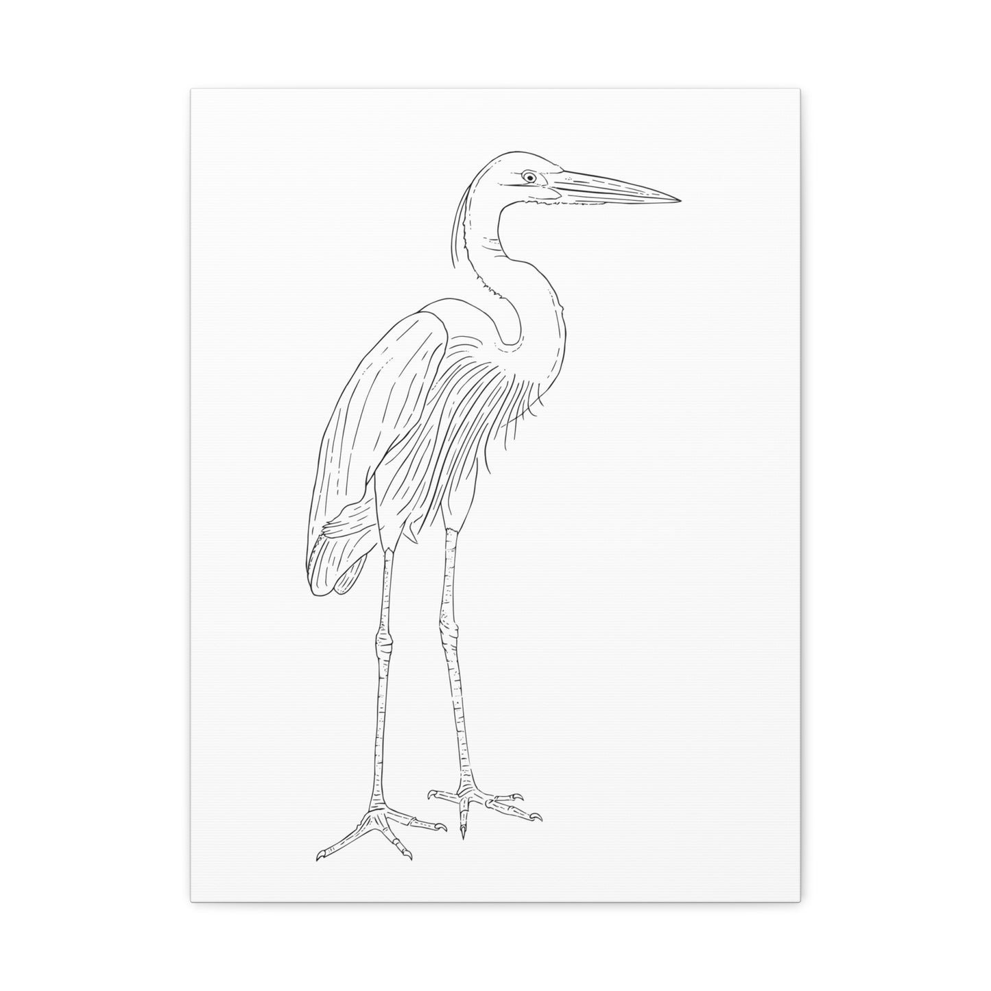 Great Blue Heron Canvas Gallery Wrap