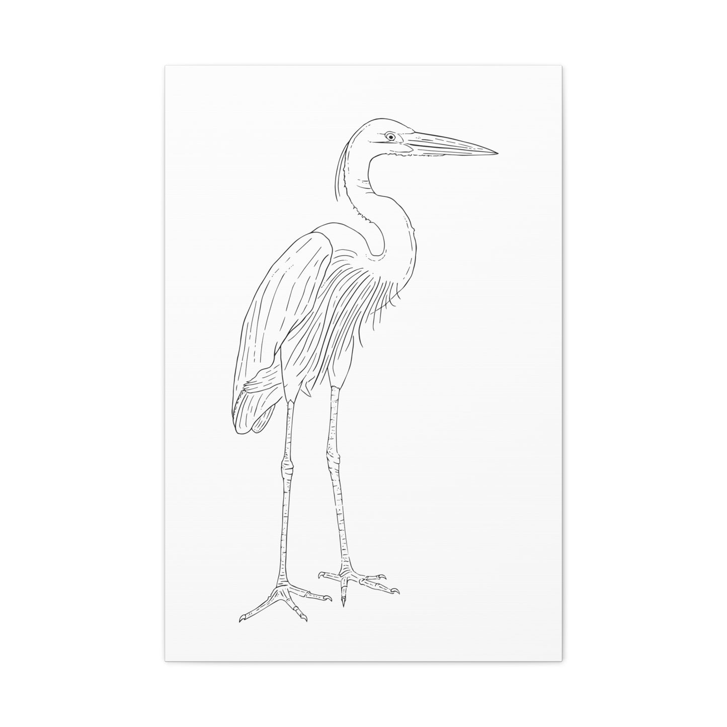 Great Blue Heron Canvas Gallery Wrap