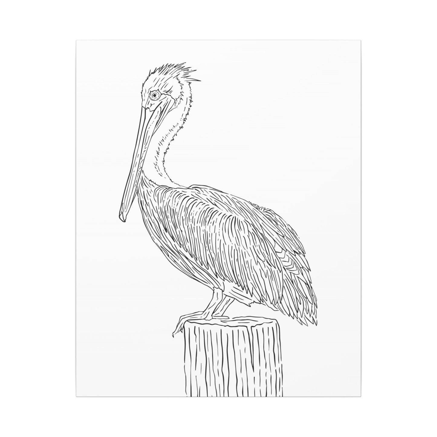 Pelican Canvas Art Print